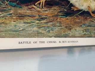 1902 Print 431 Copyright By Ben Austrian Title “Battle Of The Chicks 