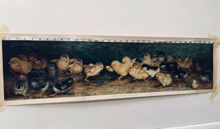 1902 Print 431 Copyright By Ben Austrian Title “Battle Of The Chicks 