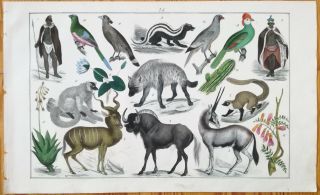 Bromme Zonengemaelde Nature Madagascar East Africa Folio - 1846