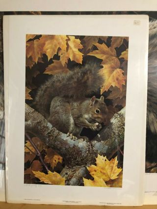 Golden Season - Gray Squirrel - Artist Proof,  Carl Brenders,  Limited Edition Pri
