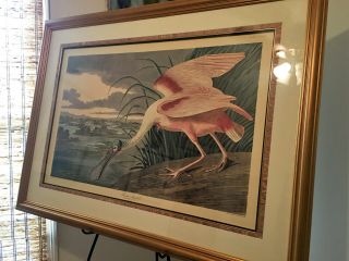 John James Audubon Birds Framed Amsterdam Plate 321,  CCCXXI - ROSEATE SPOONBILL 2