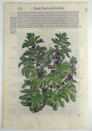 1565 W.  Mayerpeck,  G.  Liberale - Folio Woodcut - Fig Tree - Fine Hand Colour