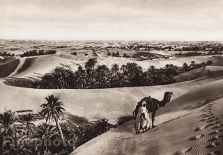 1924 North Africa Arab Camel Landscape Photo Art By Lehnert & Landrock