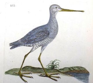 1794 Spatula - Rémi Willemet Ornithologie Copper Engraving In Fine Hand Color