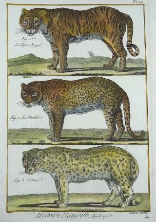 1790 Folio Bonnaterre Tiger Panther Once Hand Colored Engraving