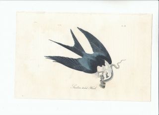 Audubon 8vo Birds Of America 1st Ed Print 1840: Swallow - Tailed Hawk.  18