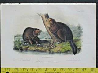 Audubon Quadrupeds 1st.  Octavo Edition,  Handcol.  Lithograph,  American Beaver,  1849