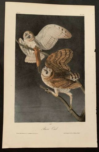 Audubon 