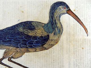 1669 Glossy IBIS - Conrad GESNER FOLIO - Fine large hand colored woodcut 3