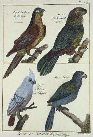 1790 Folio Bonnaterre - Cockatoo Parrots - Fine Hand Colored Engraving