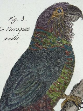 1790 FOLIO Bonnaterre - Cockatoo Parrots - fine hand colored engraving 3