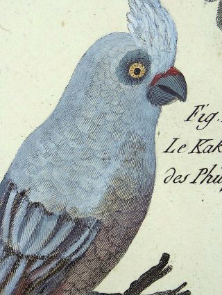 1790 FOLIO Bonnaterre - Cockatoo Parrots - fine hand colored engraving 4