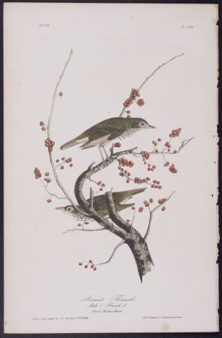 Audubon - Hermit Thrush.  146 - First Edition 1840 Birds Of America