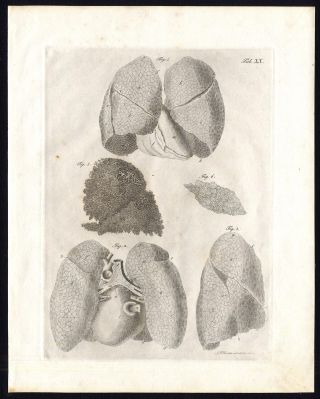 Antique Print - Human Anatomy - Splanchnology - Viscera - Lungs - Richter - Schroter - 1834