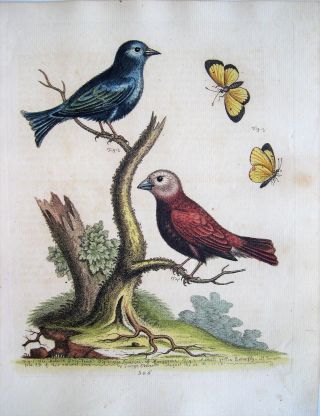George Edwards Antique Bird Print: Hand Colored Etching: London 1758