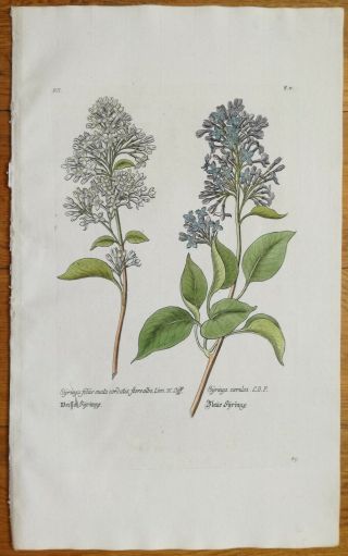 Knorr Rei Herbariae Large Colored Engraving Lilac Syringa - 1789