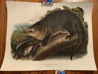 John James Audubon,  " Canada Otter " Imperial Folio Edition Viviparous Quadrupeds