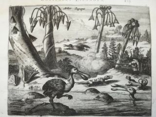 Montanus America Print Caribbean Alligator Bird Papaya - 1671