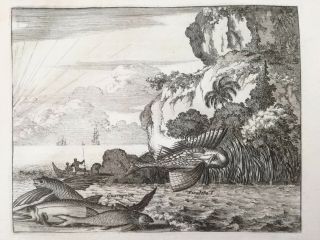 Montanus America Print Nueva Galicia Mexico Flying Fish - 1671