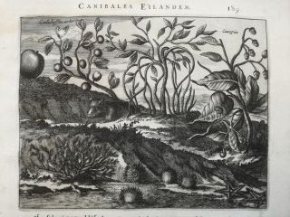Montanus America Print Caribbean Plants Sea Urchin Starfish - 1671