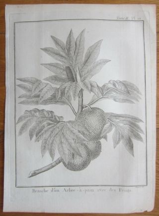 Cook Voyages Print Bread Fruit - 1774