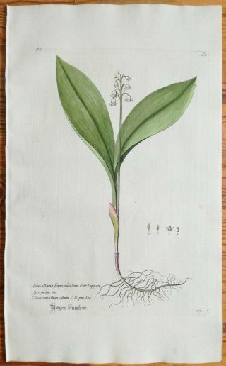 Knorr Rei Herbariae Large Colored Engraving Lily Of The Valley Convallaria 1789