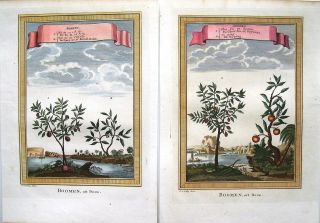 2 Antique Hand Colored Botanical Prints: Tropical Fruit Trees: Schley 1767