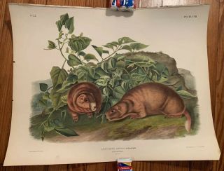 John James Audubon,  " Lewis Marmot” Imperial Folio Edition Viviparous Quadrupeds