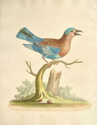 George Edwards Antique Bird Print: Hand Colored Etching: London 1759