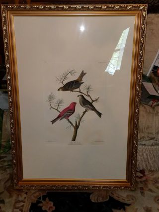 John James Audubon Elephant Folio Pine Grosbeak.  Havell Edition.  1837.  authentic 2