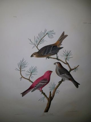 John James Audubon Elephant Folio Pine Grosbeak.  Havell Edition.  1837.  authentic 3