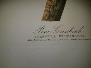 John James Audubon Elephant Folio Pine Grosbeak.  Havell Edition.  1837.  authentic 4