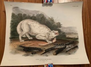 John James Audubon,  " White American Wolf Imp.  Folio Ed.  Viviparous Quadrupeds