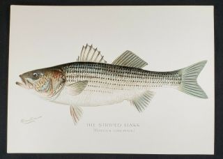 Antique S.  F.  Denton Signed Fish Print - The Striped Bass [roccus Lineatus]