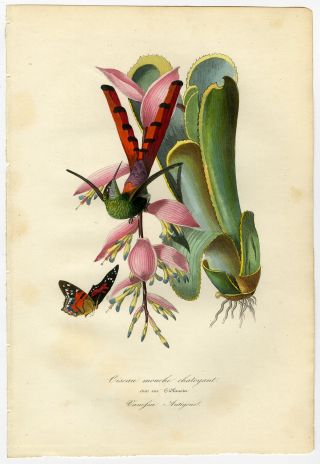 Antique Print - Hummingbird - Butterfly - Tidlansia - Lemaout - 1843