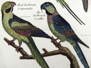 1790 Folio Bonnaterre - Parrots - Fine Hand Colored Engraving