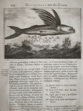 Nieuhof China Legatio Batavica Engraving Flying Fish - 1668