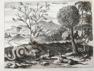 Montanus America Print Animals Plants Caribbean - 1671