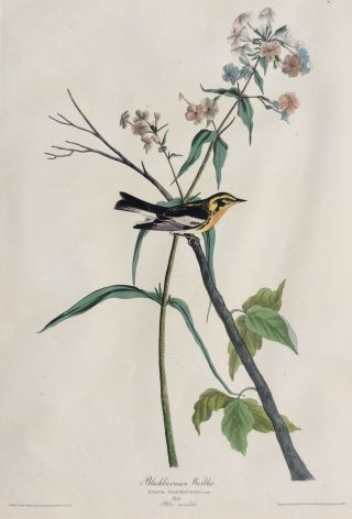 John James Audubon 1832 Havell Whatman Paper Blackburnian Warbler