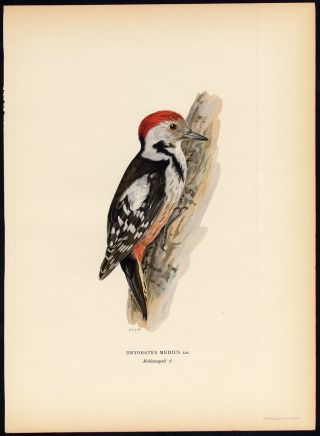 Antique Print - Dendrocopos Medius - Middle Spotted Woodpecker - Male - Von Wright - 1917