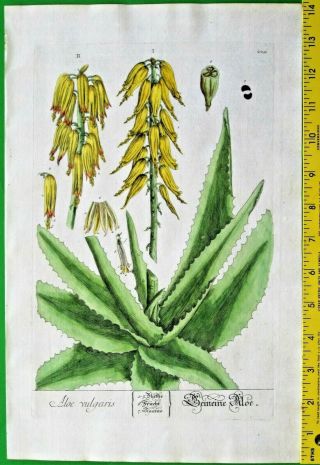 Aloe Vera,  Handcol.  Engraving,  Elisabeth Blackwell,  Herbarium,  1757.