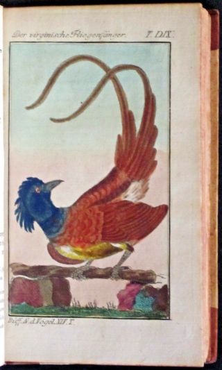 Buffon Bird Book Of 1790 With 56 Hand Colored Engravings Of Flycatchers,  Etc