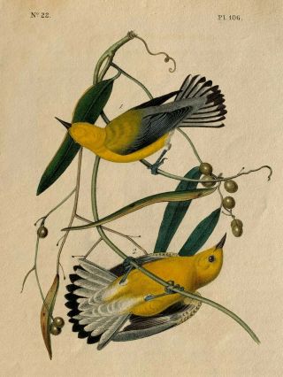 Audubon 1st Ed.  Octavo Prothonotary Warbler Plate 106
