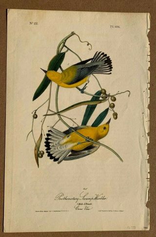 Audubon 1st Ed.  Octavo Prothonotary Warbler Plate 106 2