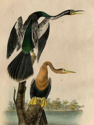 Audubon 1st Ed.  Octavo Plate 420 Anhinga Or Black - Bellied Darter