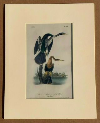 Audubon 1st Ed.  Octavo Plate 420 ANHINGA OR BLACK - BELLIED DARTER 2