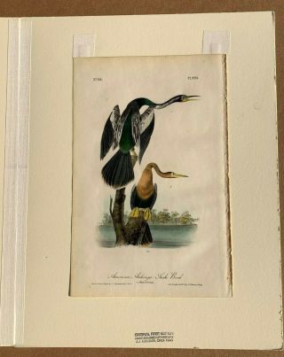 Audubon 1st Ed.  Octavo Plate 420 ANHINGA OR BLACK - BELLIED DARTER 3