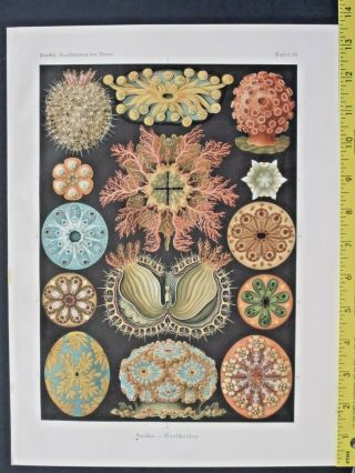 Ernst Haeckel,  Ascidiae,  Seescheiden,  Art Forms In Nature,  Ca.  1924
