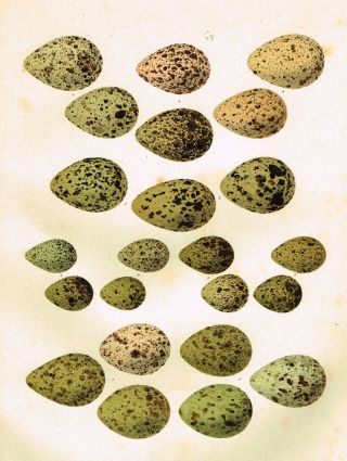 Very Large Bird Egg Print - " Plate 37 " - Chromolithograph - C1900
