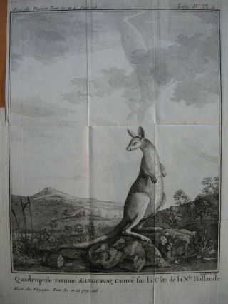 1789 - Cook - Australia Engraving Kangaroo